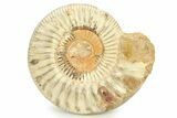 Polished Jurassic Ammonite (Perisphinctes) - Madagascar #290781-1